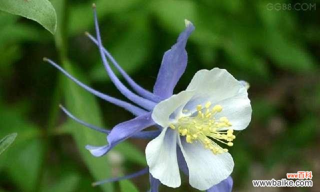 探寻向日葵花语的意义 复活的希望——以向日葵的花语为主题的文章