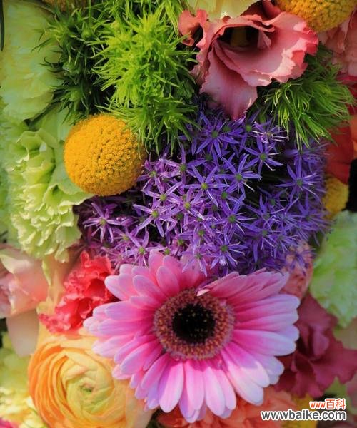 以百合花为主题的感恩之旅 感恩之花