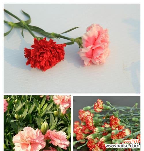 以百合花为主题的感恩之旅 感恩之花