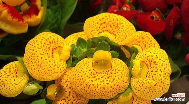 探索兰花的富贵花语之美 富贵花园