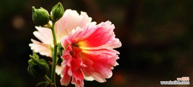 探索兰花的富贵花语之美 富贵花园