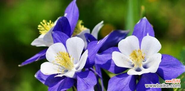 康乃馨与高贵气质的象征 高贵之花