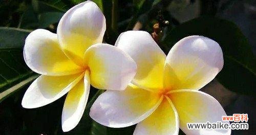 康乃馨 感谢遇见你——以康乃馨的花语表达感激之情