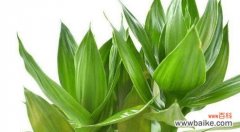 探索大自然中美丽植物的哲学意义及与人类情感的共鸣 植物之美