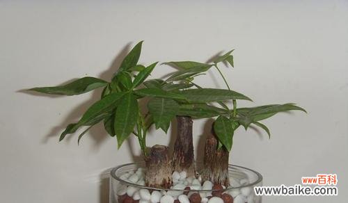 探索植物中的财富能量 招财寓意植物大揭秘