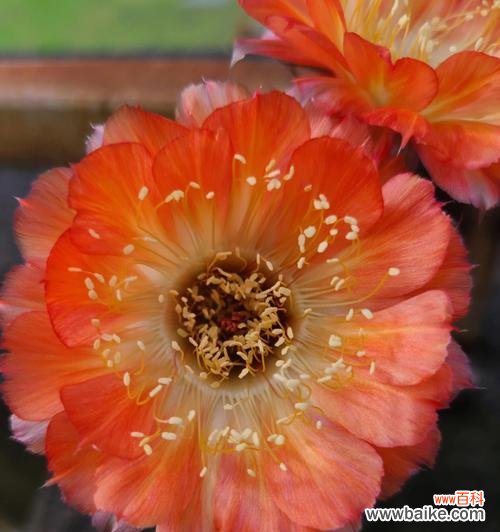 探索仙人球的独特之处与寓意 以仙人球为象征的坚韧与生命力