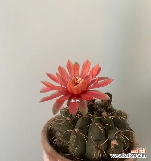 探索仙人球的美丽世界 仙人球