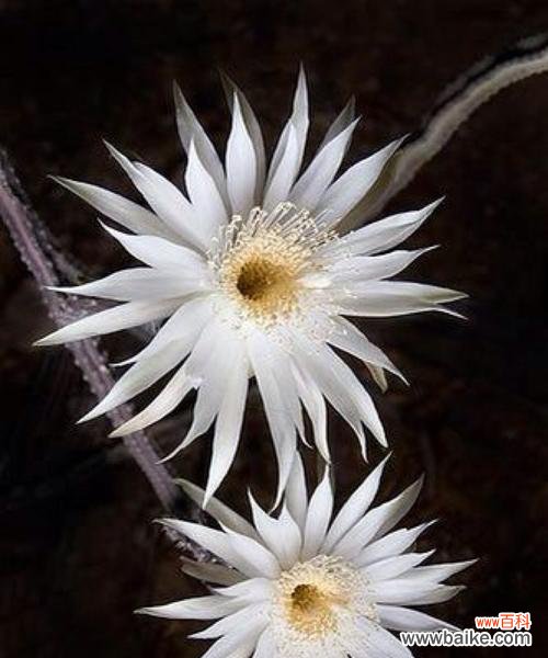 揭开仙人掌的拉丁文意义与故事 仙人掌——沙漠中的生命奇迹