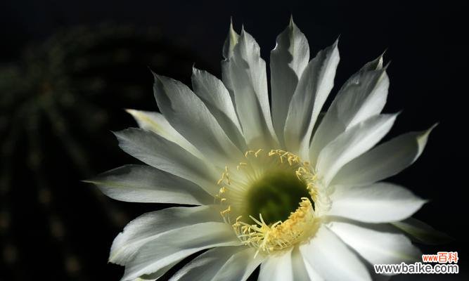 探索仙人掌花语中的生命与坚韧 仙人掌花语的奇妙世界