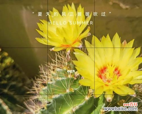 探索仙人掌花语中的生命与坚韧 仙人掌花语的奇妙世界