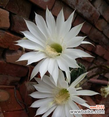 探索仙人掌的独特开花之路 仙人掌花朵的奇妙绽放