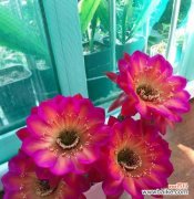 探索仙人掌的独特开花之路 仙人掌花朵的奇妙绽放