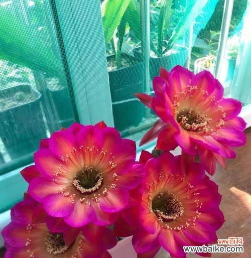 探索仙人掌的独特开花之路 仙人掌花朵的奇妙绽放