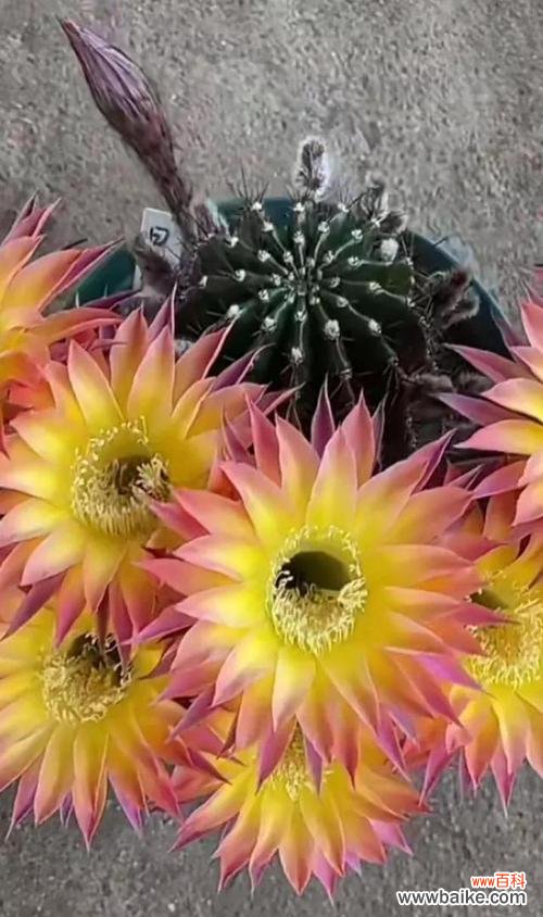 探索仙人掌的独特开花之路 仙人掌花朵的奇妙绽放