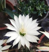 探索仙人掌花的美丽和多样性 仙人掌花品种的意义与特点