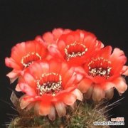 解读仙人掌花语的深层含义及文化传承 仙人掌花语的意义与传承