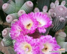 揭示仙人掌的寓意与象征意义 仙人掌