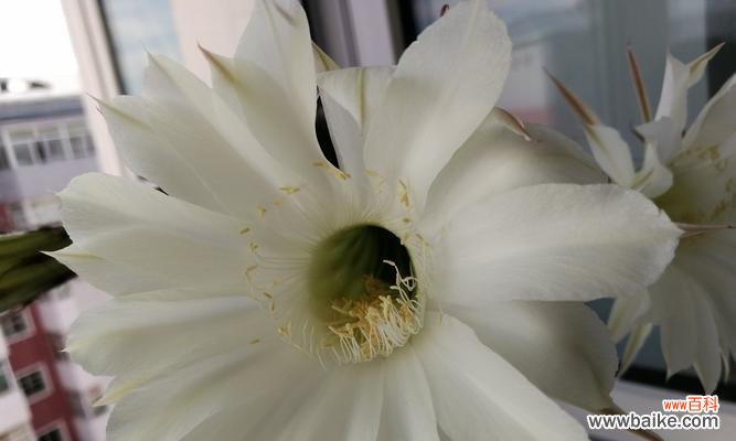 揭示仙人掌的寓意与象征意义 仙人掌