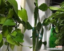 探索仙人掌叶子的形态与功能 仙人掌叶子的特点及其适应环境能力