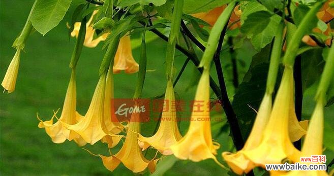 揭秘仙人指花花语的神秘面纱 仙人指花的花语——美丽与神秘