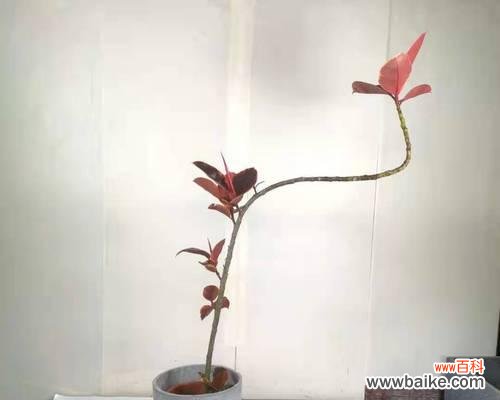 探寻橡皮树的象征意义及其应用 橡皮树