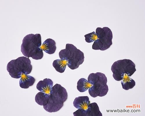 解读香堇花的象征意义及其与人生的关联 以香堇花代表什么