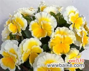 解读香堇花的象征意义及其与人生的关联 以香堇花代表什么