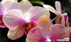 解读香堇花的象征意义及其与人生的关联 以香堇花代表什么