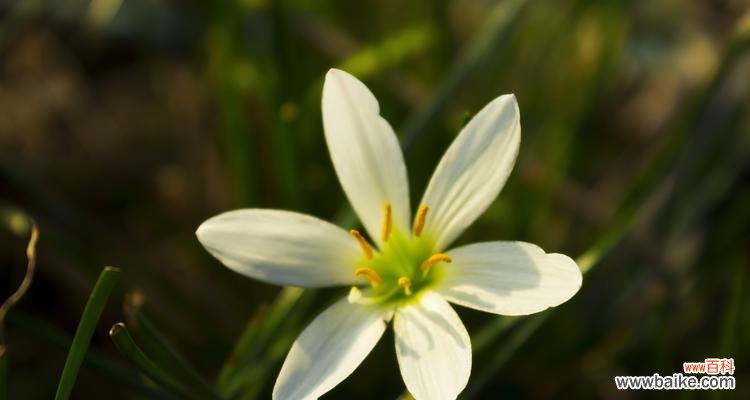 探索花的美丽与意义 花中高贵纯洁的灵魂