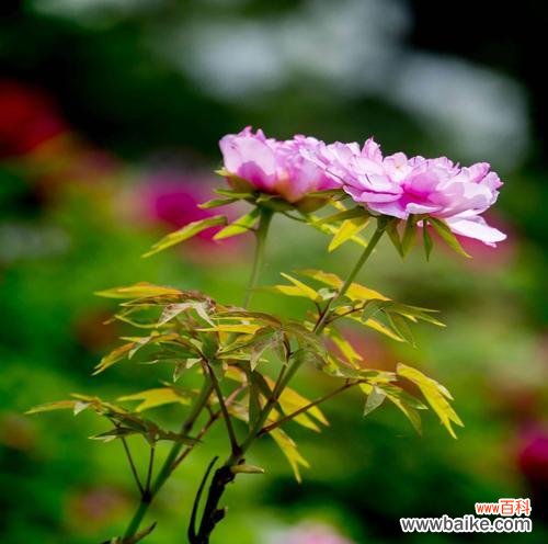 探索花的美丽与意义 花中高贵纯洁的灵魂