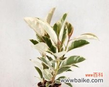 以橡皮树的花语揭示人生的真谛 橡皮树花语