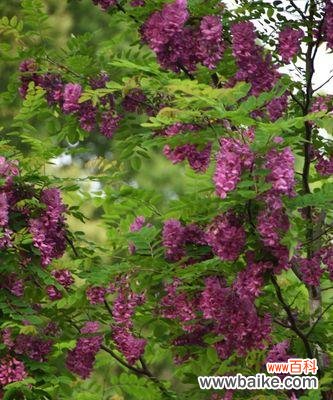 传递慷慨和坚强，散发希望的芳香 红花刺槐的花语及意义