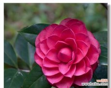 探寻红色山茶花的意义与象征 红色山茶花的花语