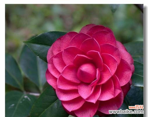 探寻红色山茶花的意义与象征 红色山茶花的花语