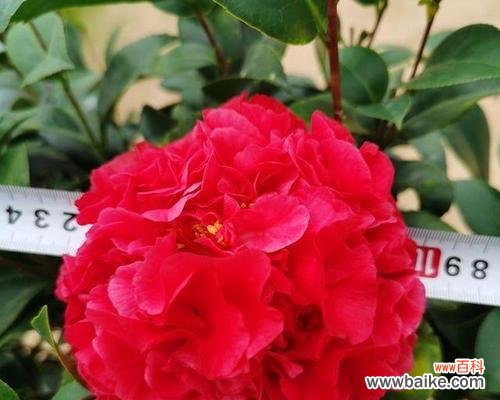 探寻红色山茶花的意义与象征 红色山茶花的花语