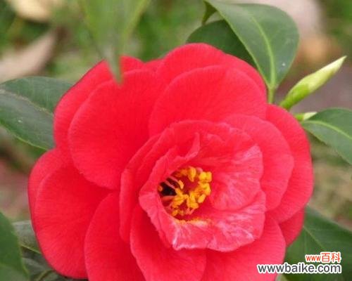 探寻红色山茶花的意义与象征 红色山茶花的花语