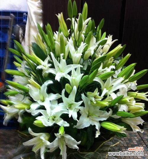 传递着纯洁和祝福的美丽花朵 白百合的花语与传说