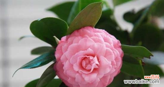 探寻山茶花的内涵与寓意 山茶花之美