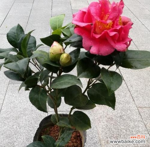 探寻山茶花的内涵与寓意 山茶花之美