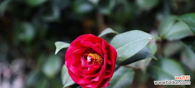 探寻山茶花的内涵与寓意 山茶花之美