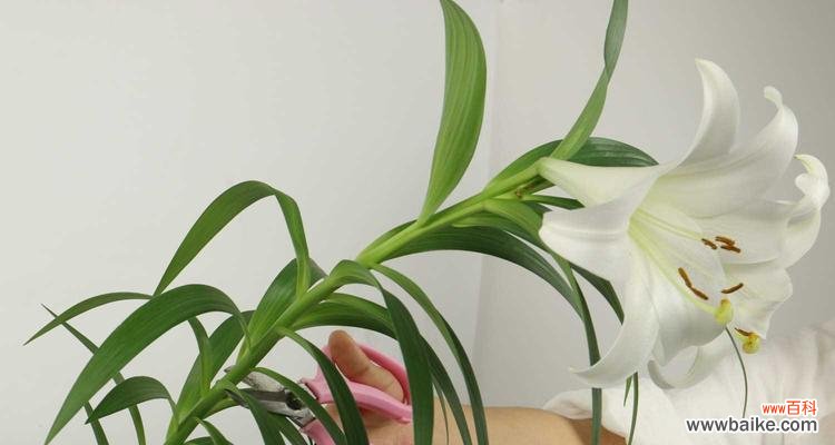 美丽动人的百合,不只是一朵花 解读百合花的花语和寓意