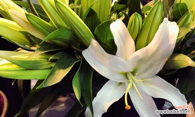 美丽动人的百合,不只是一朵花 解读百合花的花语和寓意