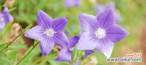 探秘紫色花的花语与美学 花开紫色,情意绵绵