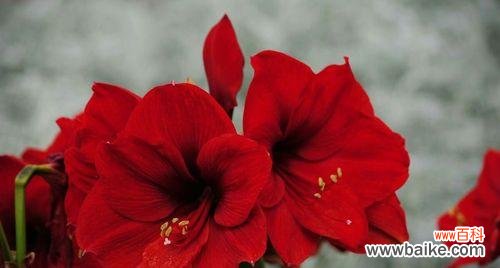 探寻朱顶红花朵的神秘与美丽 朱顶红的花语及含义