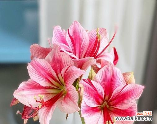 探寻朱顶红花朵的神秘与美丽 朱顶红的花语及含义