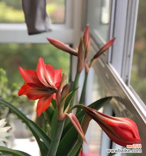 探寻朱顶红花朵的神秘与美丽 朱顶红的花语及含义