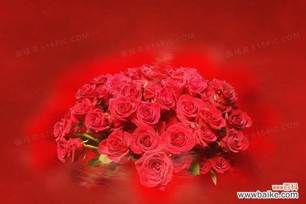 探寻红玫瑰背后的故事与情感 红玫瑰花语大全与寓意