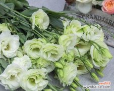 探究绿色洋桔梗的美丽寓意 绿色洋桔梗的花语