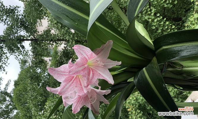 从爱情到成功，朱顶红传递的8个情感和象征 解读朱顶红的花语和寓意