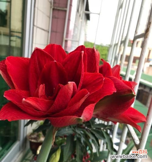 从爱情到成功，朱顶红传递的8个情感和象征 解读朱顶红的花语和寓意